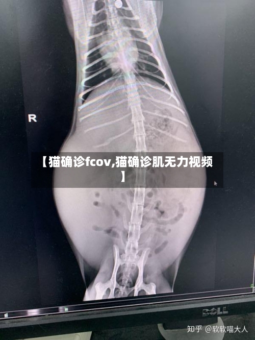 【猫确诊fcov,猫确诊肌无力视频】